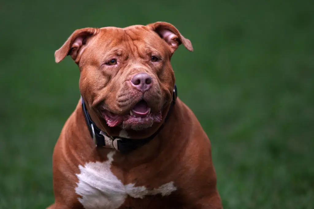 XL bullies were banned in the UK back in 2024 (Christopher Furlong/Getty Images)