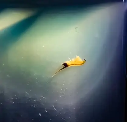 Sea Monkeys were big business in the toy sector (Getty Stock Image/Nora Peevy)