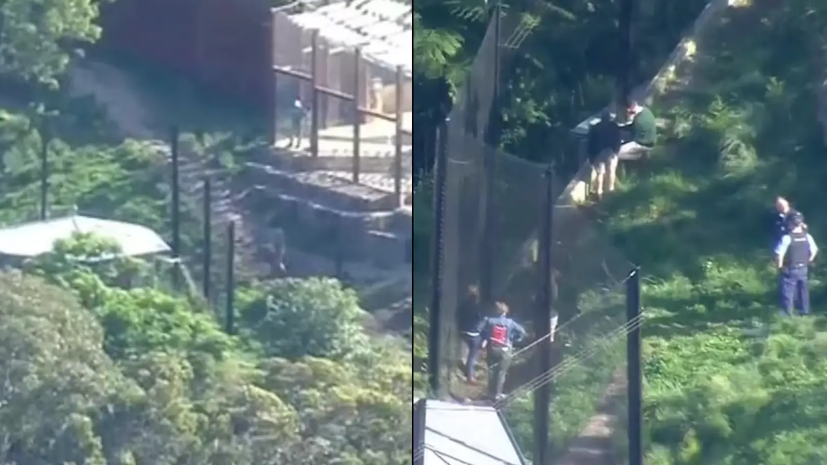 Family staying at zoo overnight given just 30 seconds to flee after five lions escape