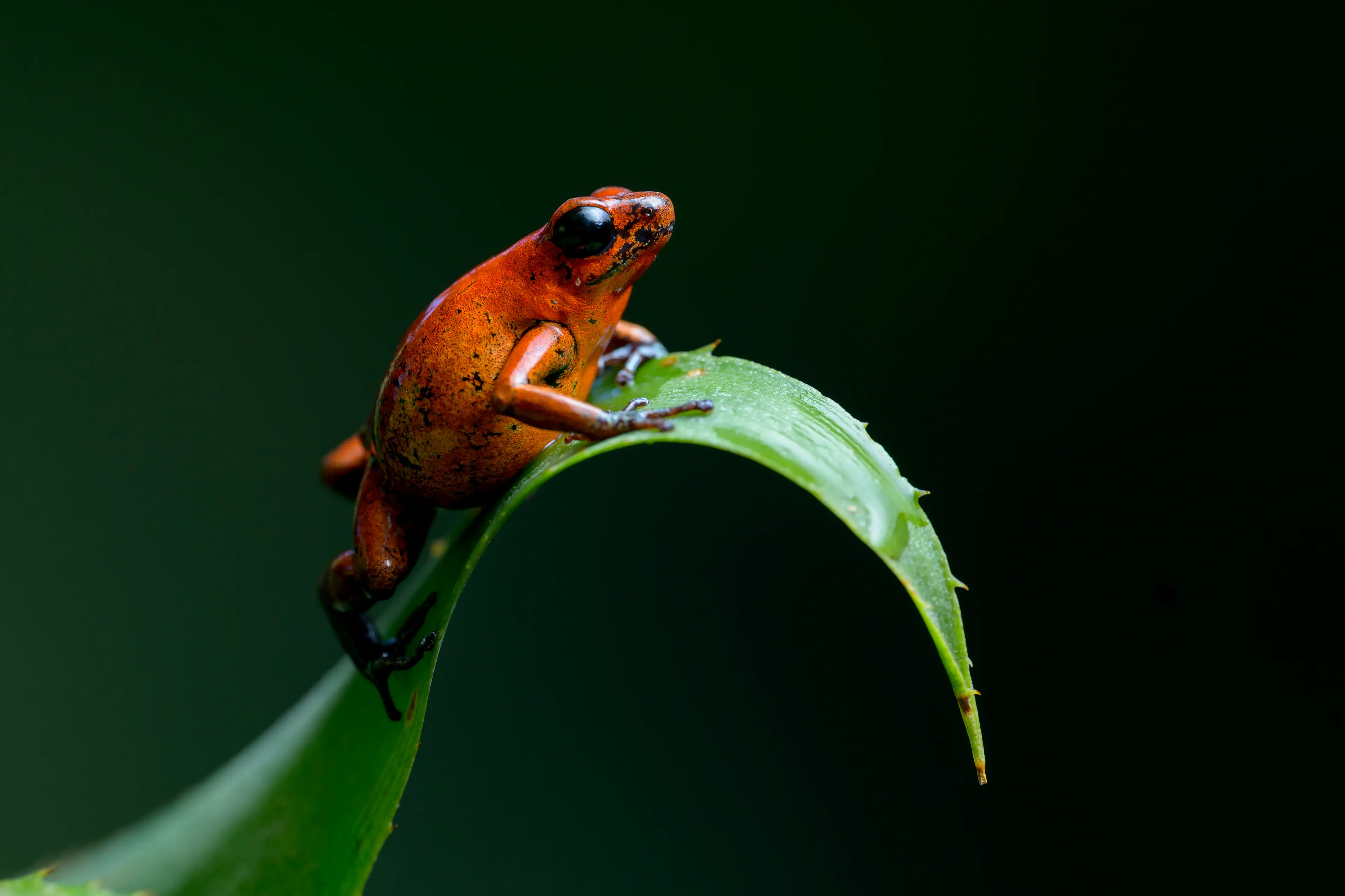 The ceremony uses secretions from an amazonian frog (jared lloyd/Getty)