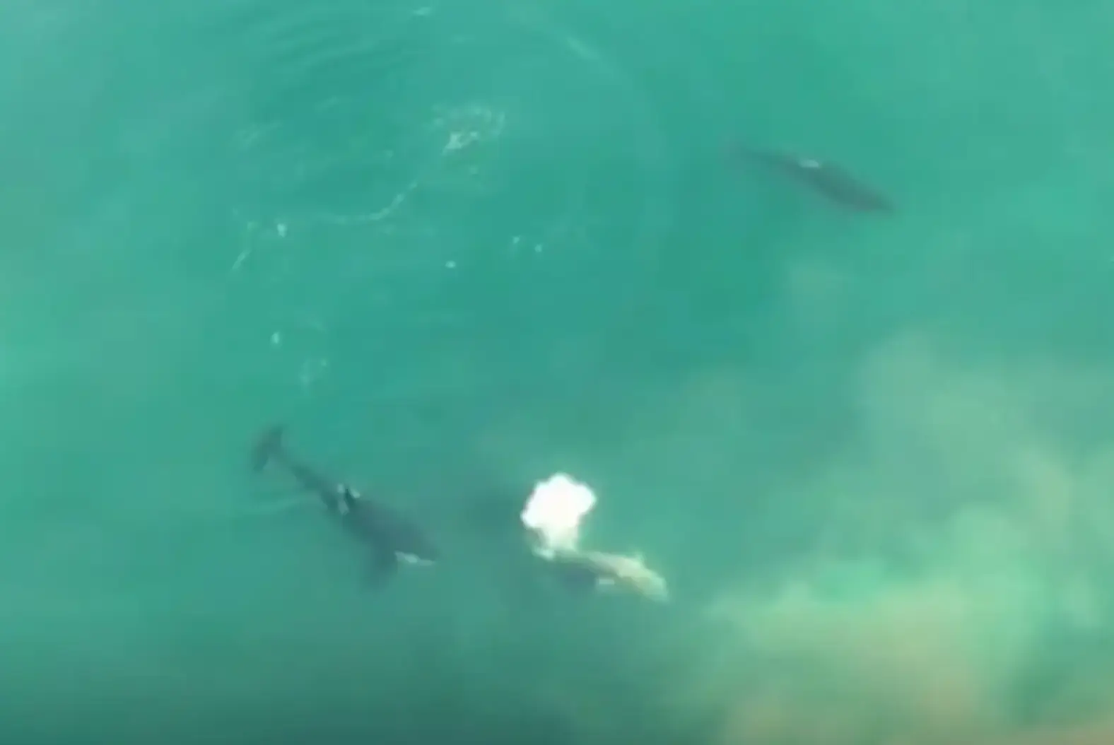 The shark is circled by three killer whales.