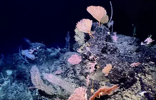 The Mariana Trench is the deepest point in the sea (Xinhua)