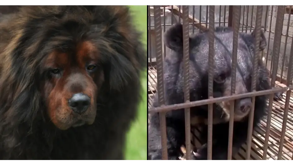 Nat Geo Wild/ YouTube / Olha Haletska / Alamy