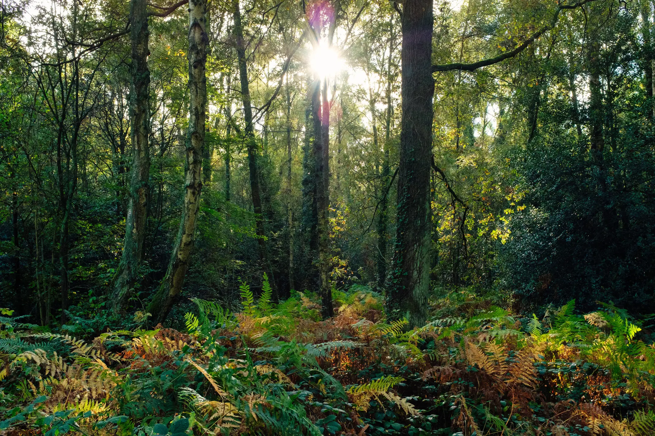 Apparently, duendes typically live in the jungle (Getty Stock Photo)