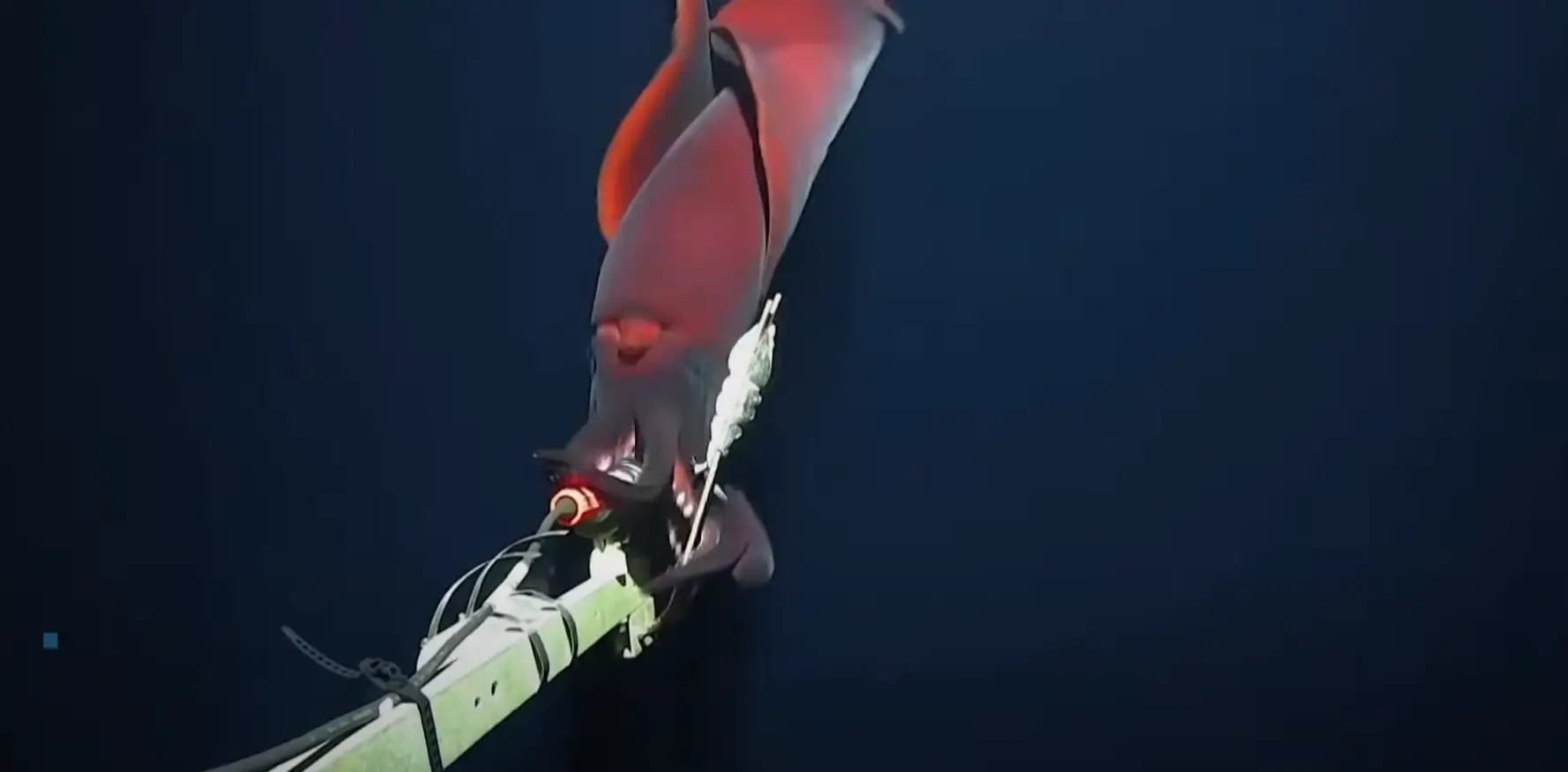 The squid thought that the camera was food, before realising it wasn't and swimming away (UWA/Inkfish)