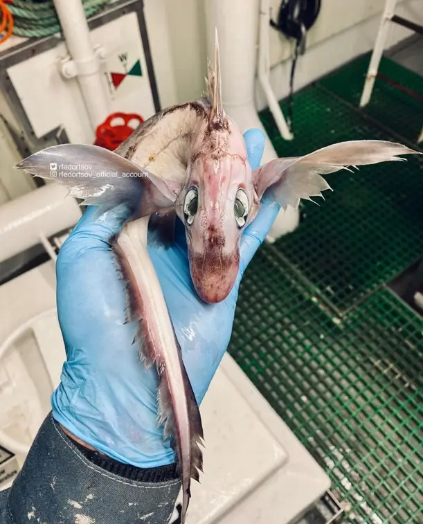 Roman caught a 'dragon'.