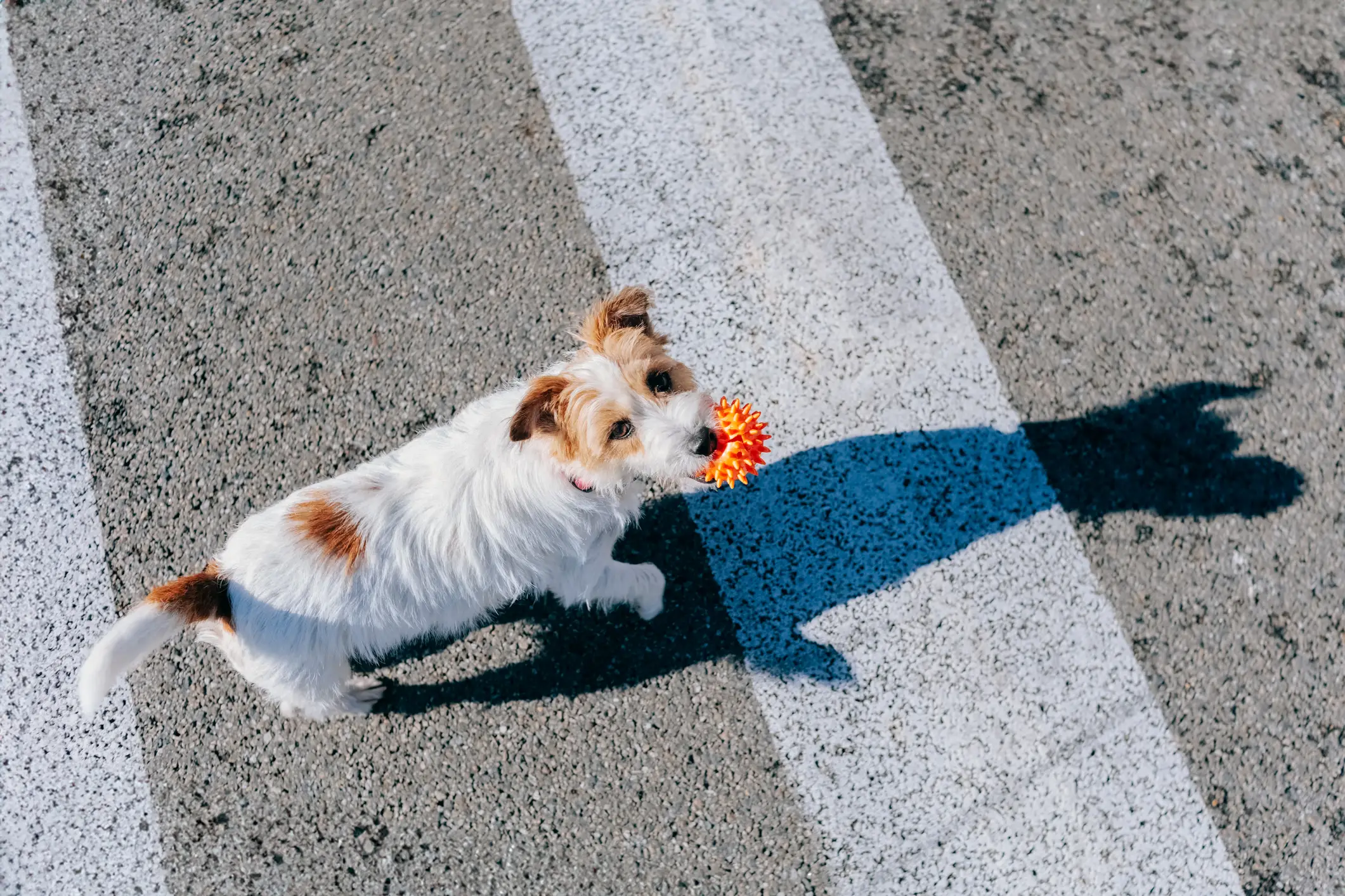 The pavement can often be far too hot for dogs and their paws (Getty Stock)