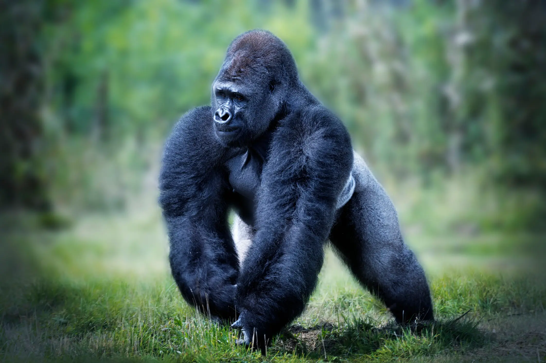 A new enclosure for the gorillas is being built (Getty Stock Images)