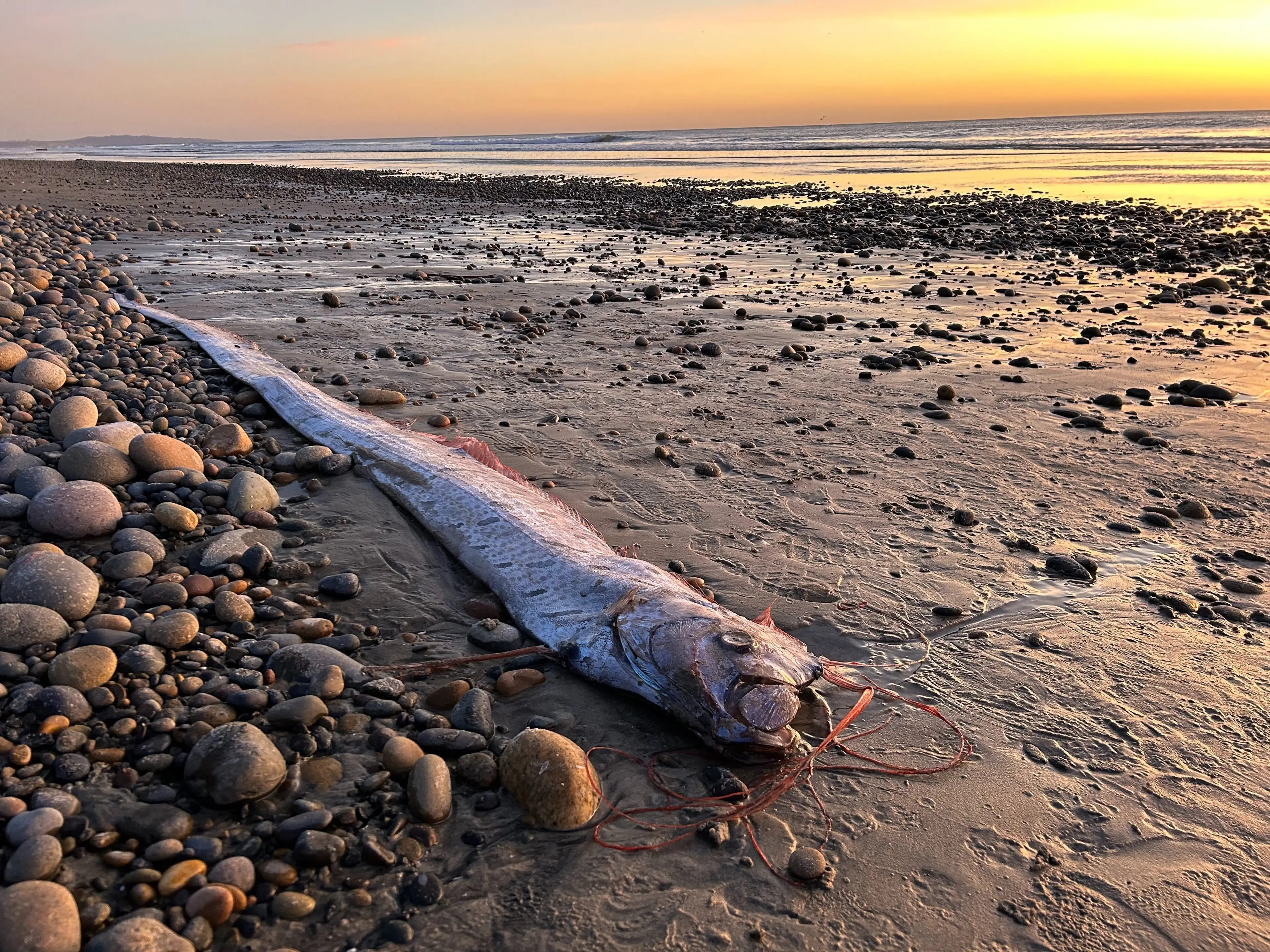 The 10ft-long specimen was discovered on Encinitas beach. (Alison Laferriere/Scripps Institution of Oceanography)