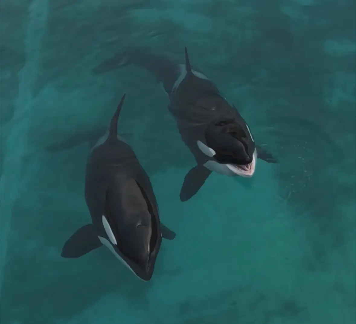 It would be very expensive and difficult to move them, but just leaving them to die would be the 'worst option' (Seph Lawless)