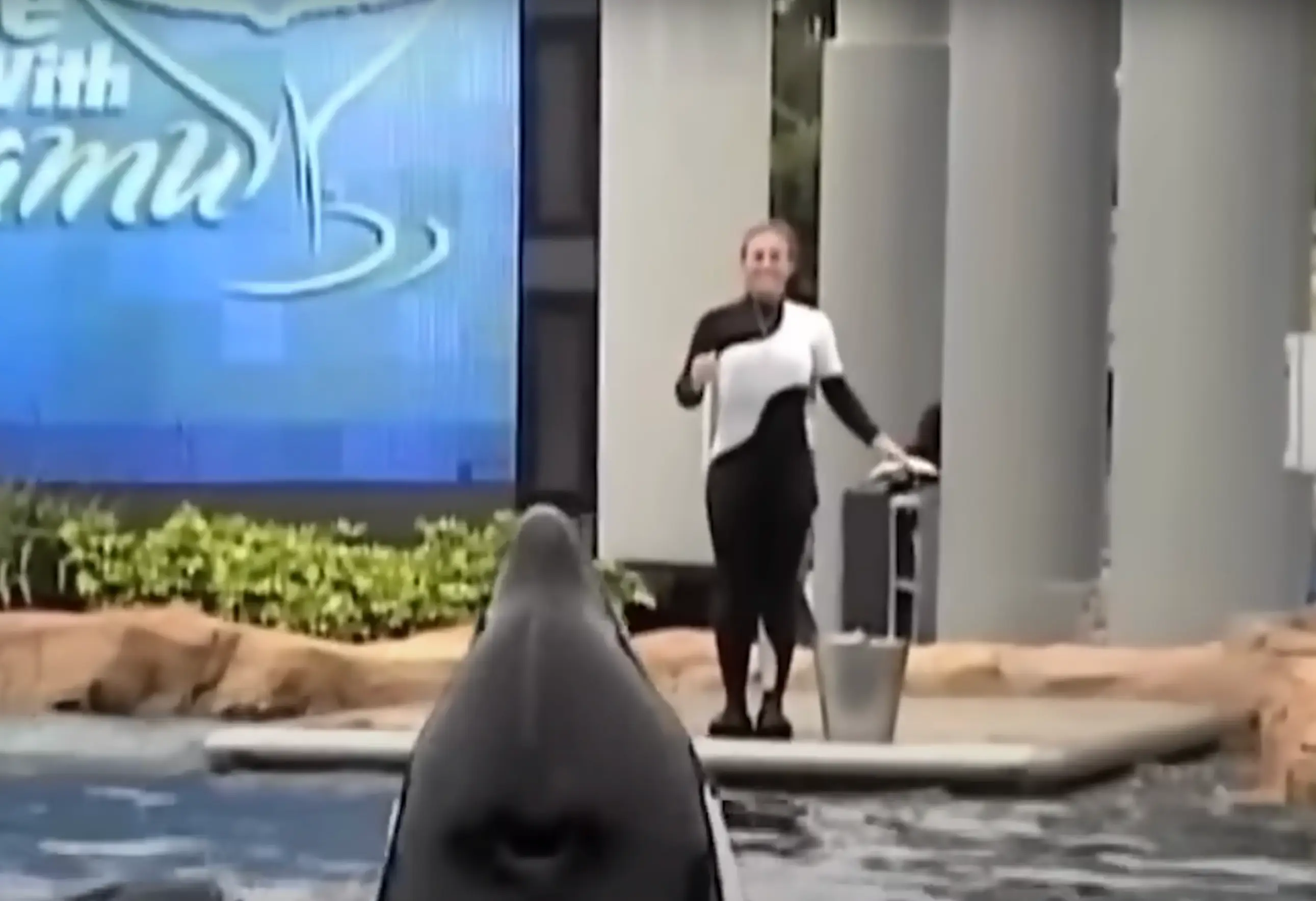 Dawn Brancheau was seen having fun with the orca just moments before she was killed (YouTube/How To Survive)