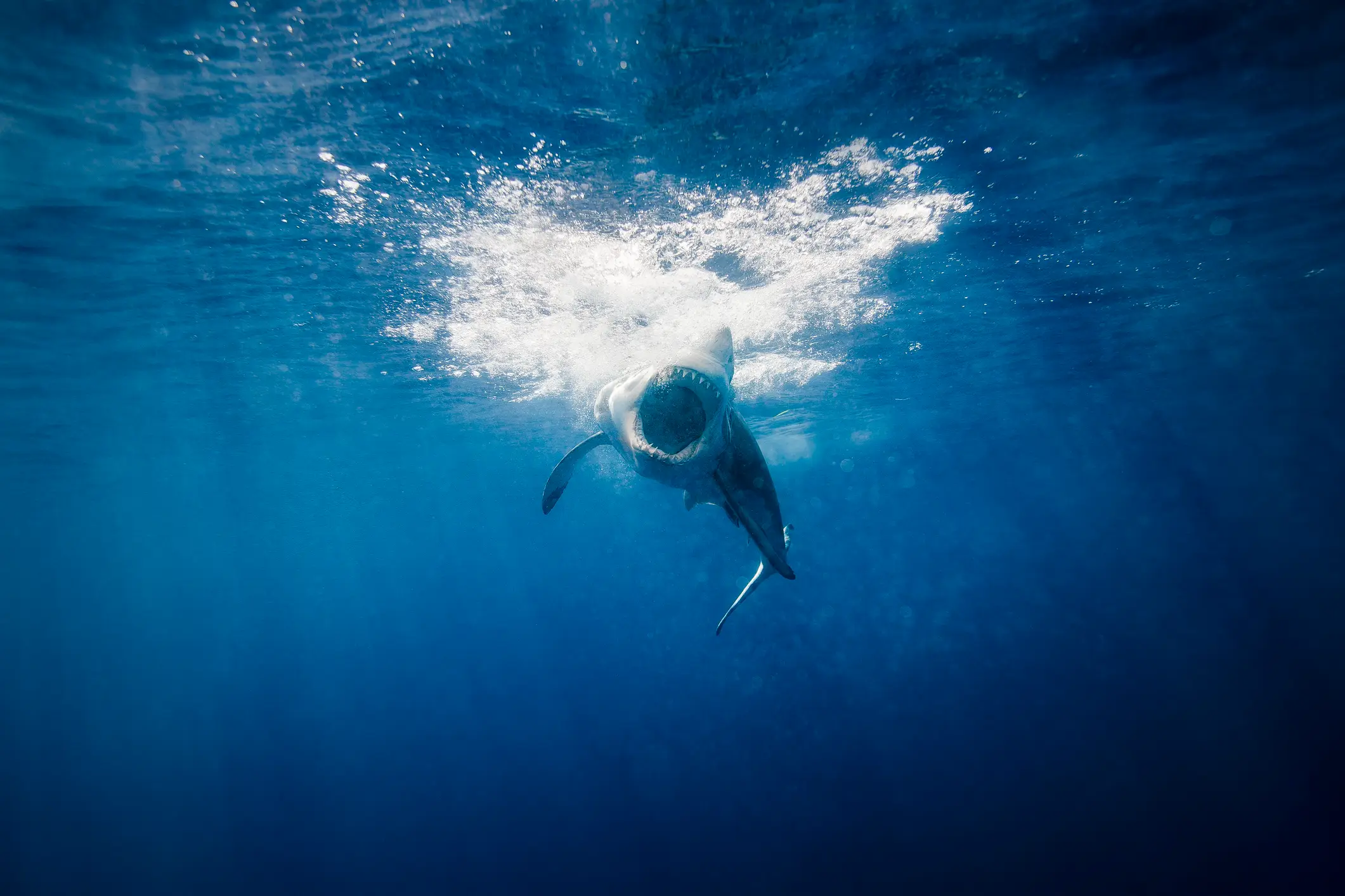 The shark attack resulted in the death of a tourist (Getty Stock Photo)