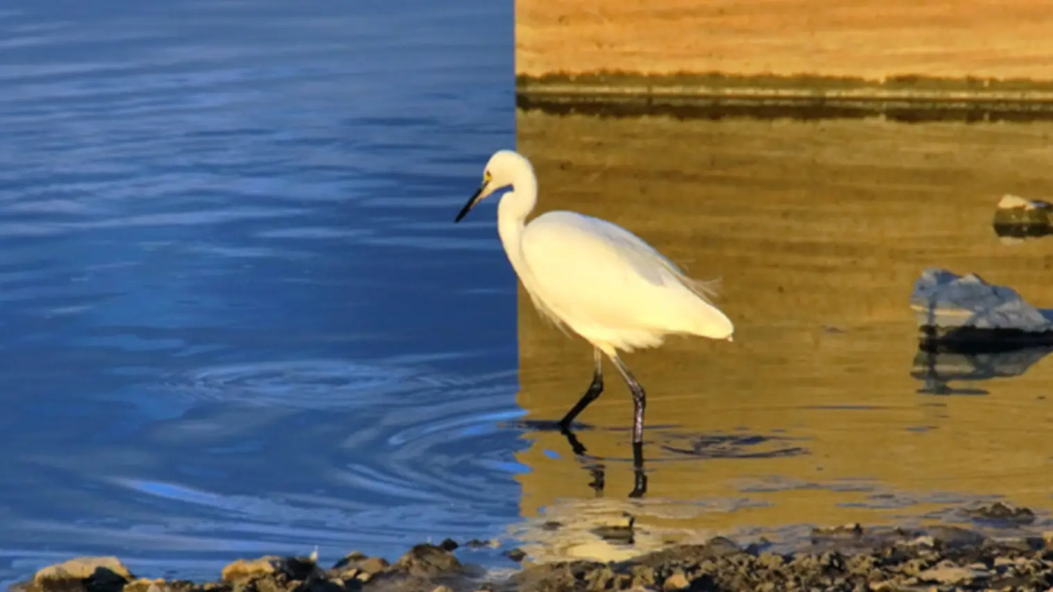 Kenichi Ohno/The All-Japan Association of Photographic Societies