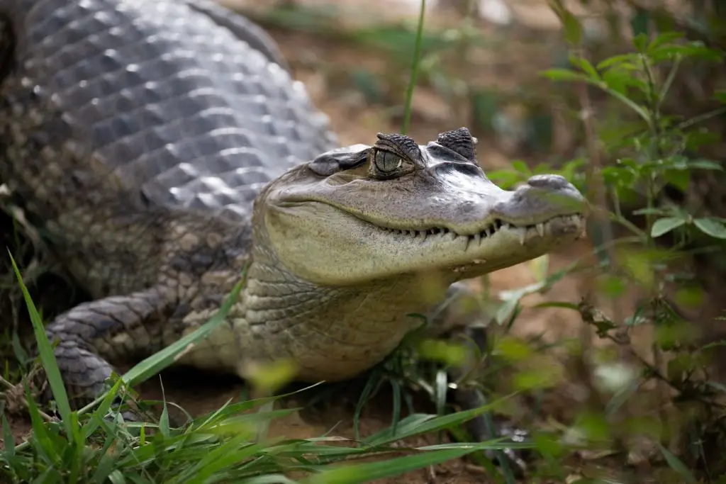 A spectacled caiman pictured in the wild, they can grow up to two metres in length (FEDERICO PARRA/AFP via Getty Images)