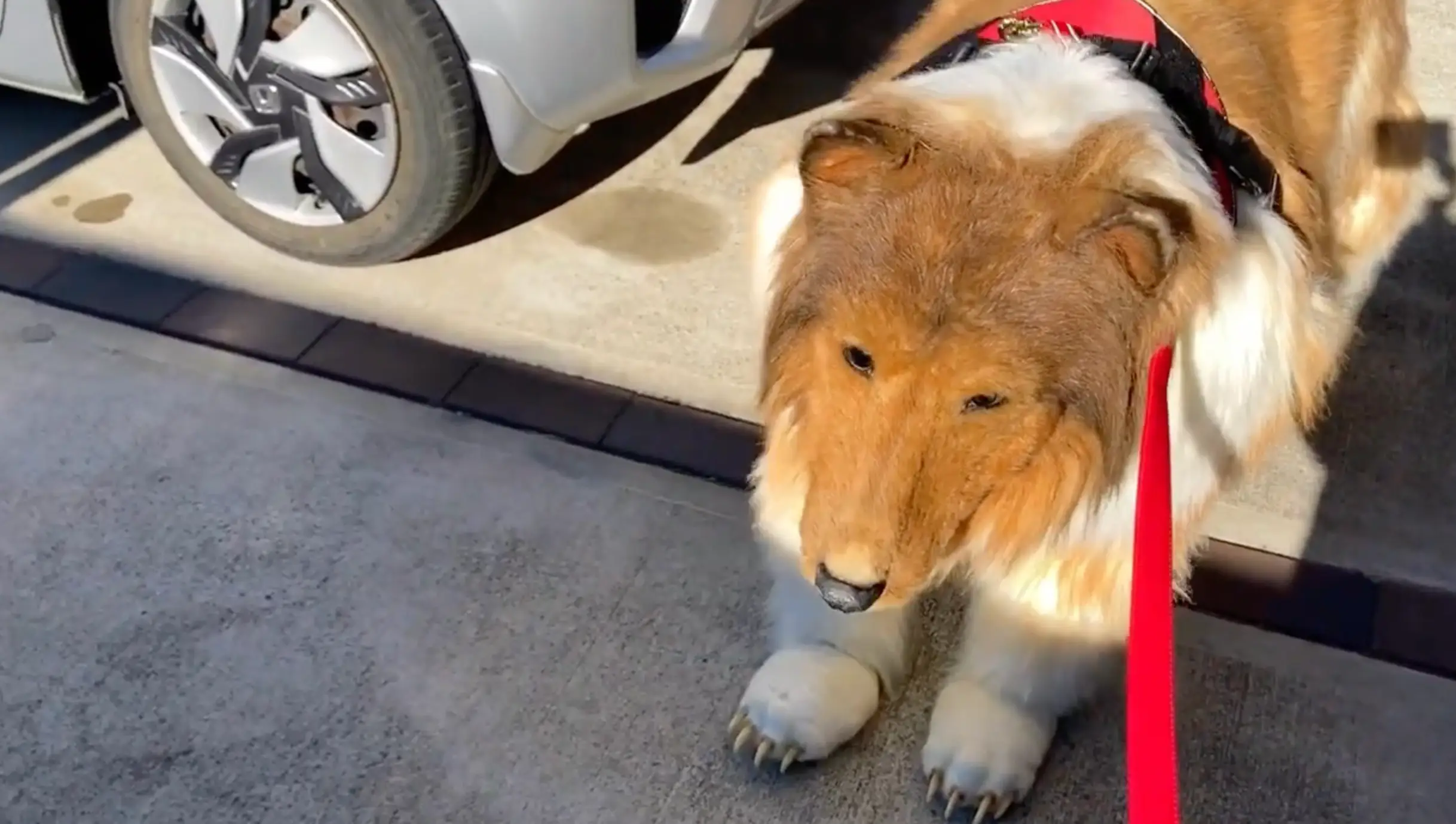 Toco went off for a walk outside.