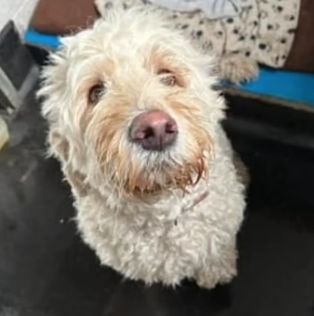 Police were called Patience's home after reports of a burglary in progress with a white labradoodle dog being taken.