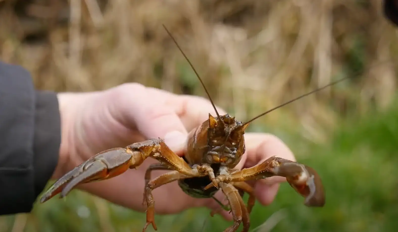 There are three definitive features to look out for in the American signal crayfish (YouTube/Angling Trust)