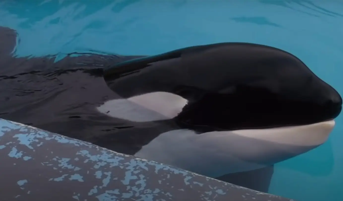 In the end Willy did become free, but the story isn't so simple. (Warner Bros)