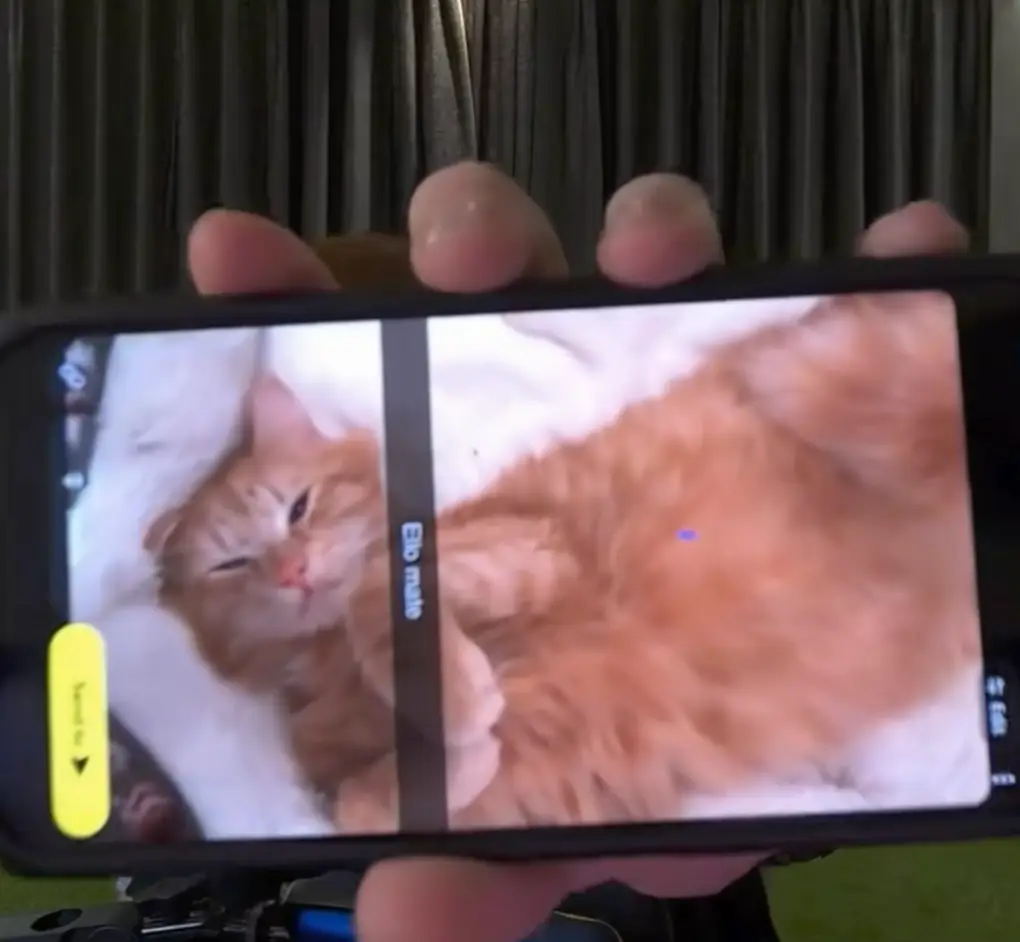 Angry Ginge shared a picture of his cat Herbet (TikTok/@angryginge13)