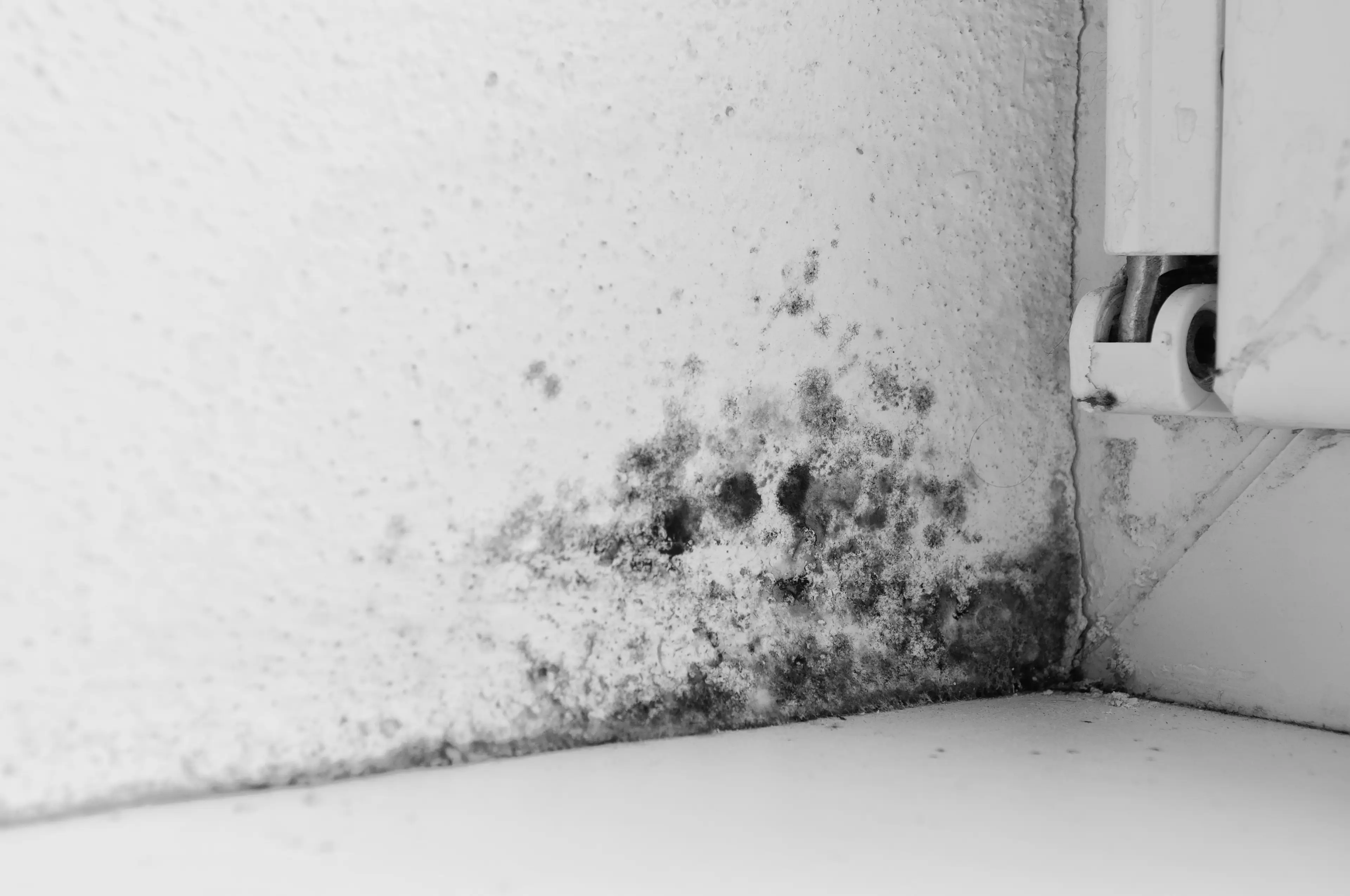 Mould is really bad for your health, so you definitely don't want it inside your home. (Getty Stock Photo)