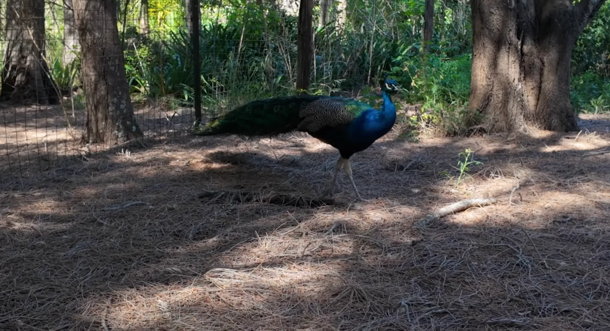 It was the peacock which really managed to take him by surprise (YouTube/@urbanexplore0)