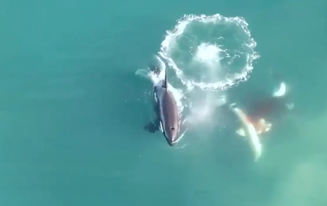 Mercy? What's that? (Sea Search Research and Conservation)