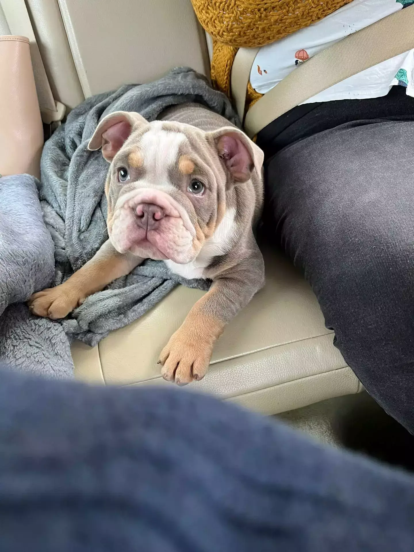 The puppy, named Harley, was hailed as a hero (SWNS)