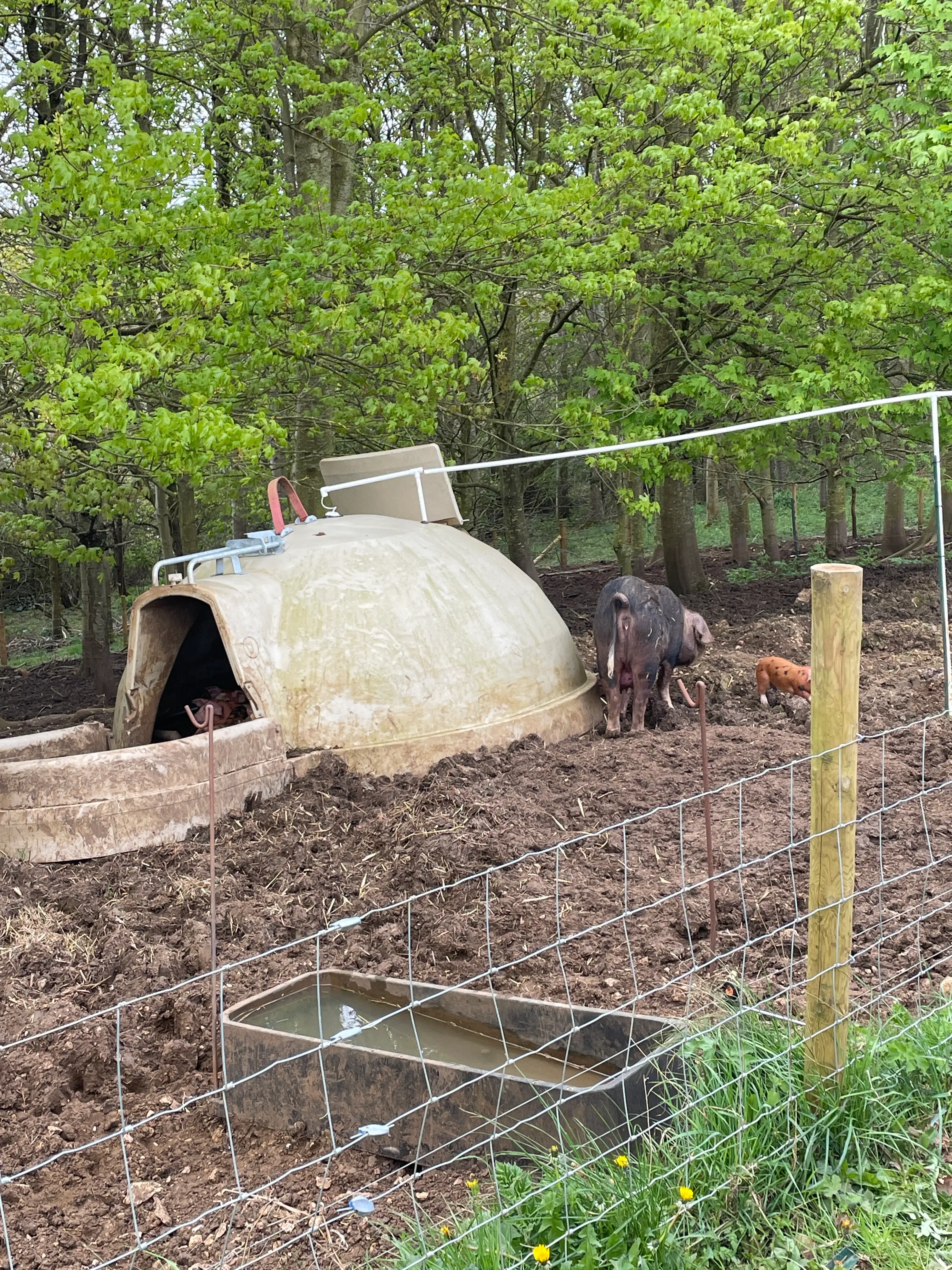 Clarkson revealed why he still eats pork. (LADbible)