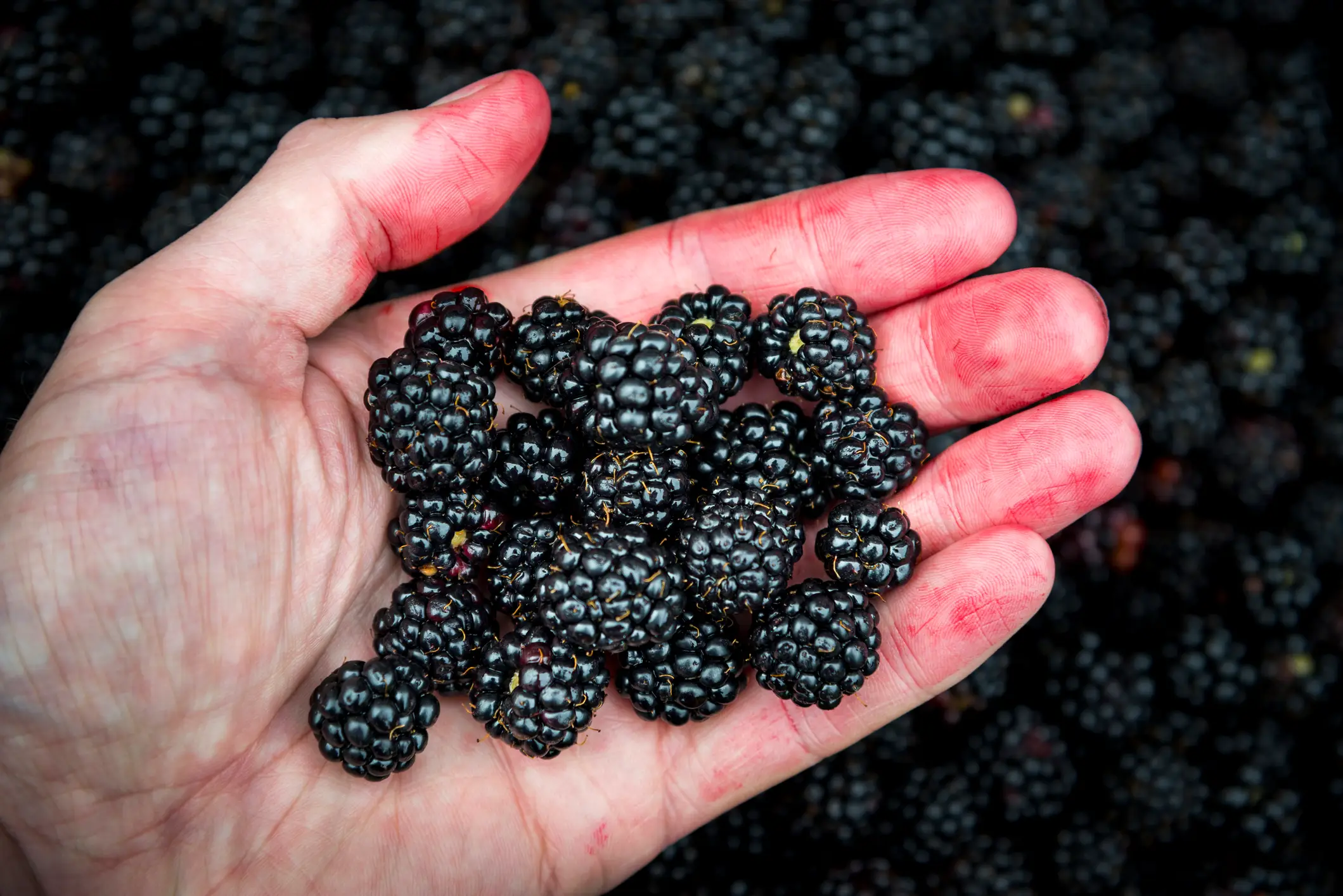 Dark berries are widely considered a 'superfood' (Getty Stock Images)