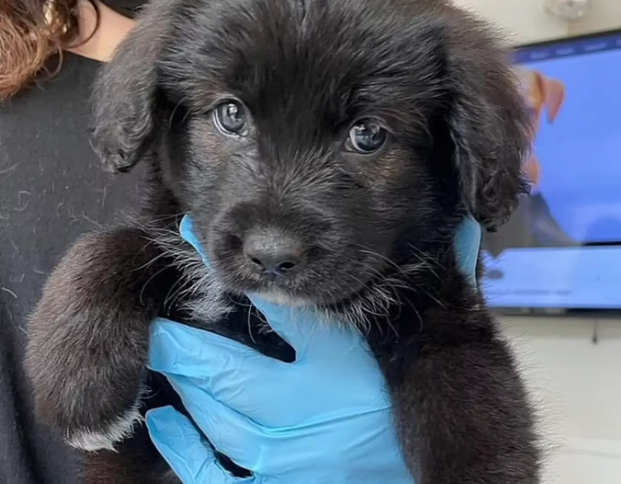 The pooch was returned to her shelter. (Instagram/@lilyallen)