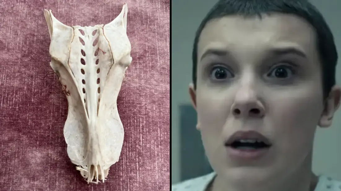 u/Duckbats/Reddit. Netflix