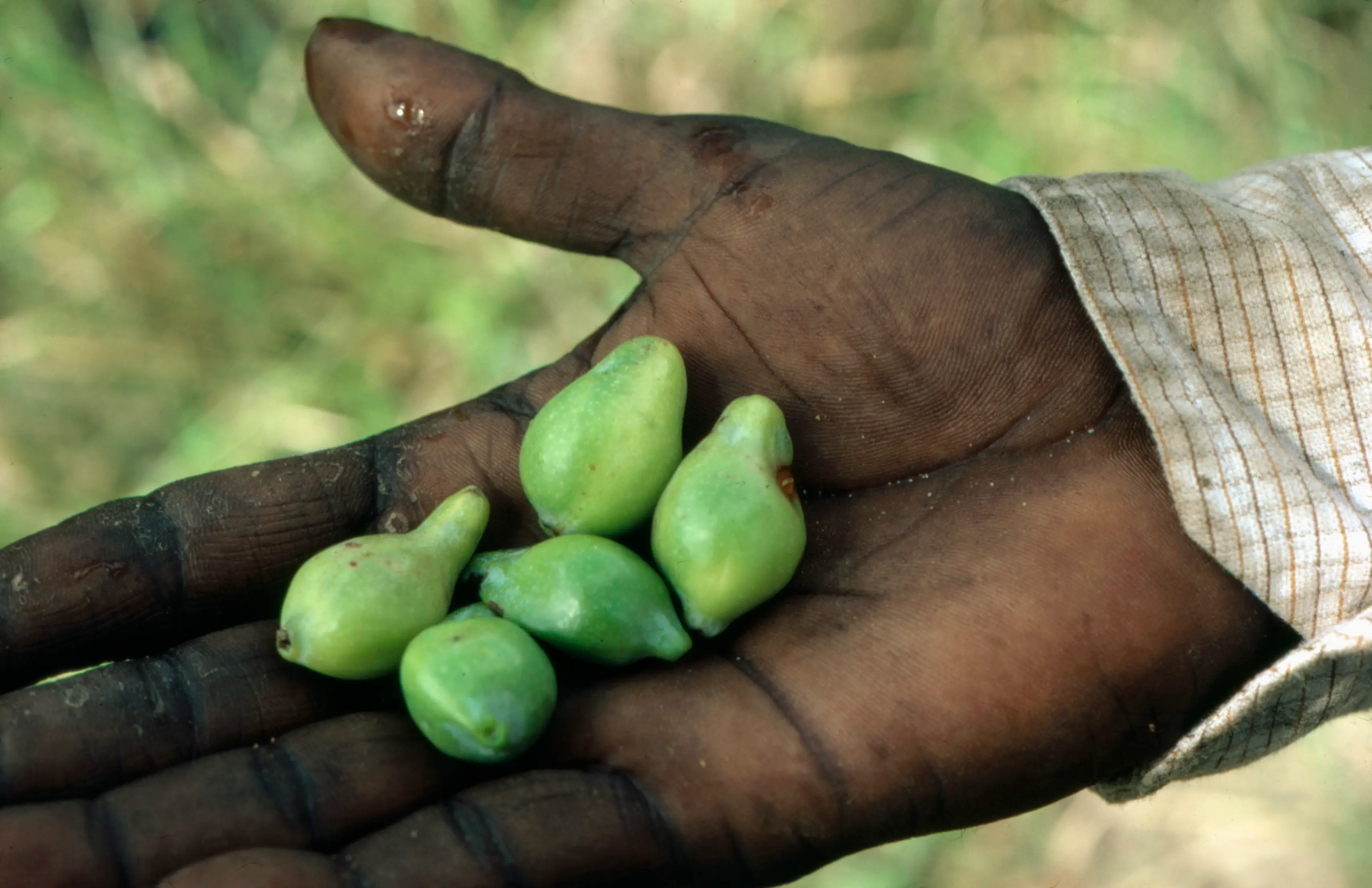 Kakadu plums are extremely rich in vitamin C (Auscape/Universal Images Group via Getty Images)