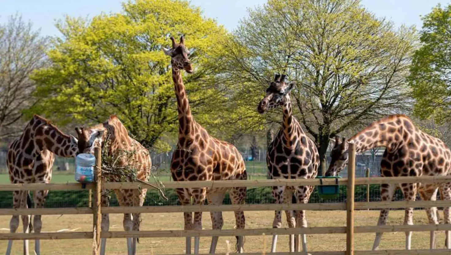 See animals like giraffes and lions at Wodburn Safari Park (Wodburn Safari Park)