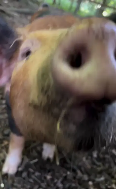 The piggies are part of the family. (Instagram/@thetallirish)