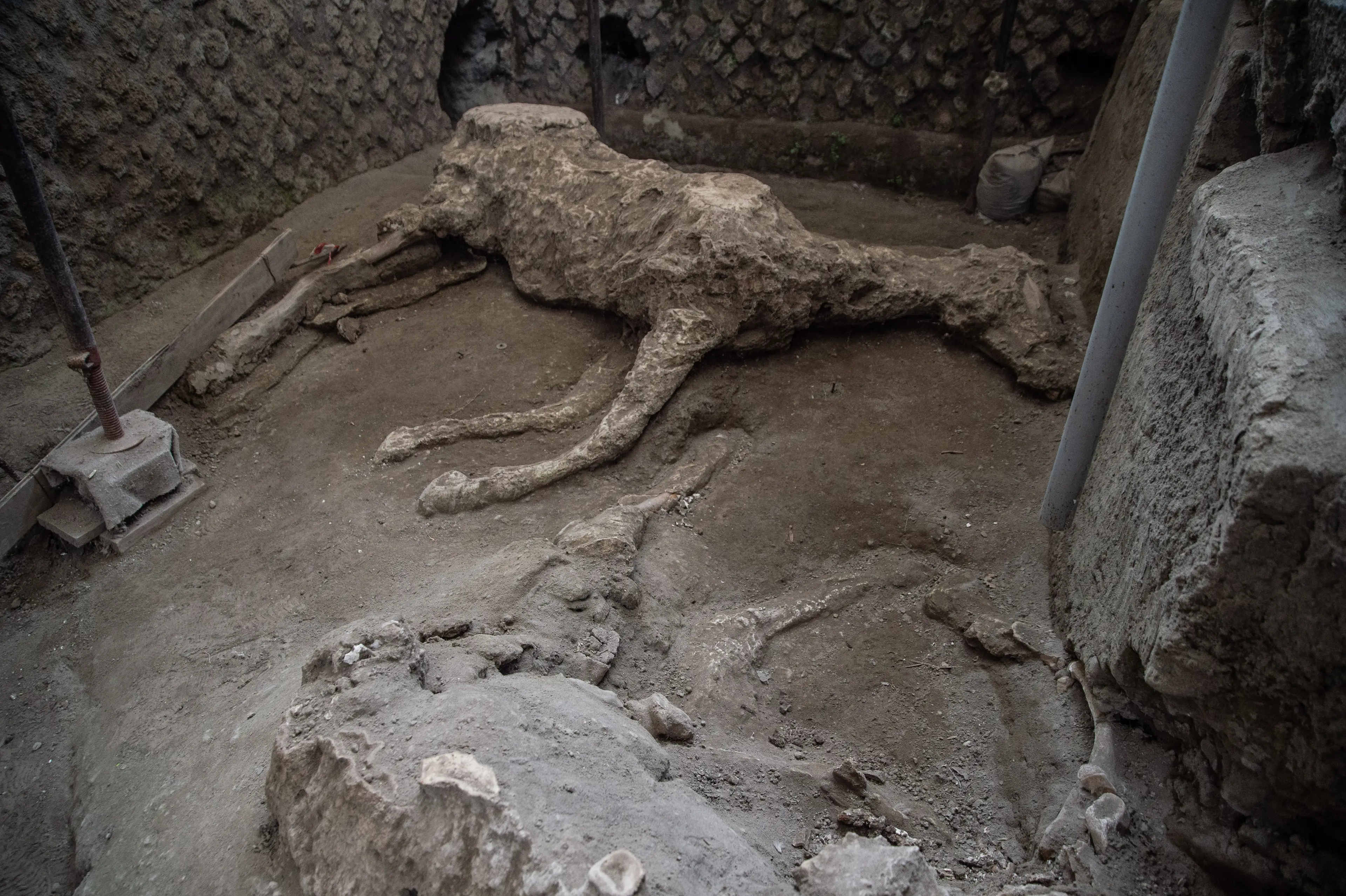 It wasn't just people who perished in the eruption (Ivan Romano/Getty Images)