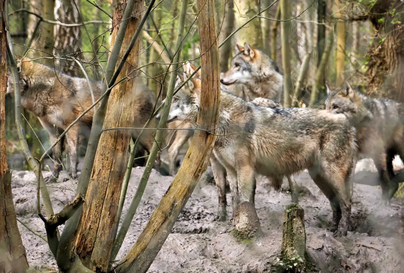 The park have explained their decision, stating it was a 'last resort' (Facebook/Wildwood Trust)