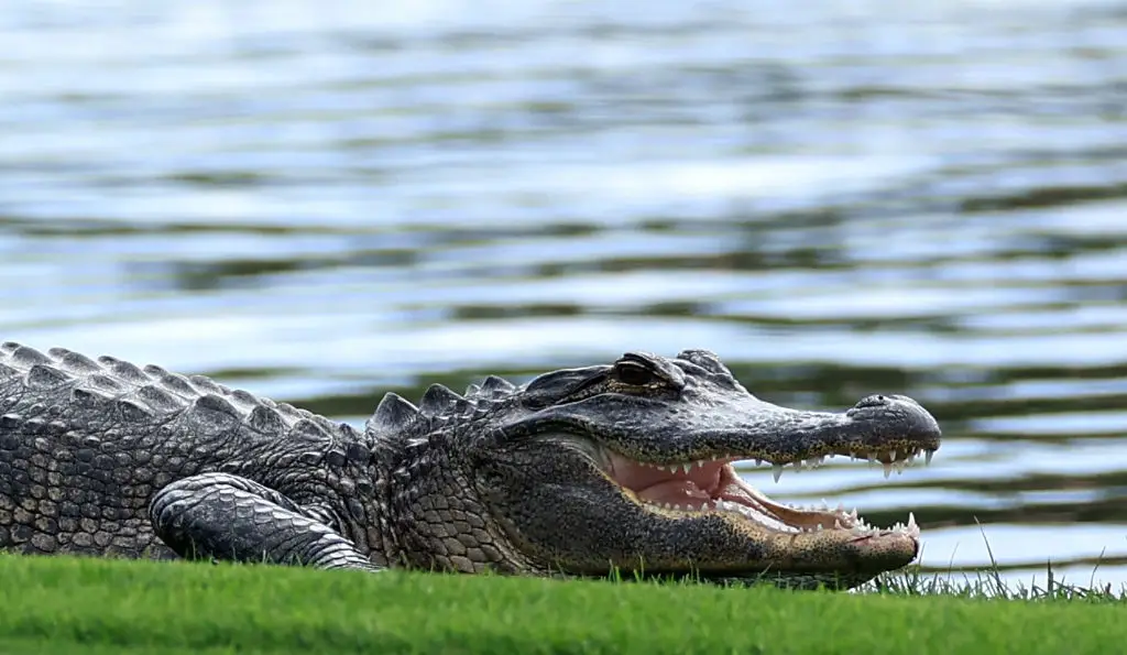 Alligators are a common site on golf courses but they're not usually this big (David Cannon/Getty Images)