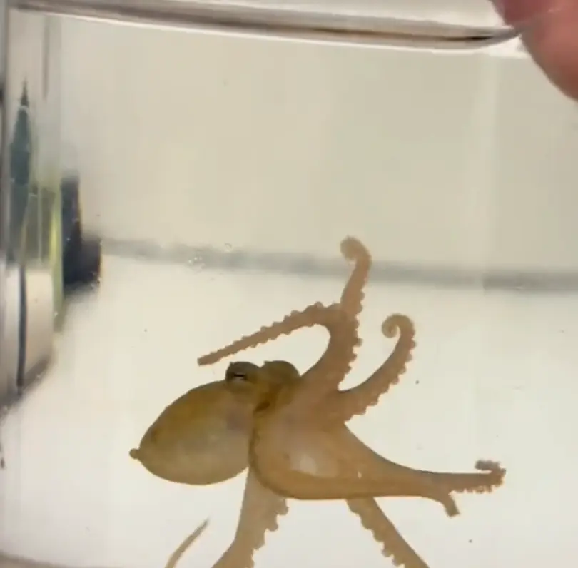 Terrance ended up spawning tons of mini-Terrances (TikTok/Doctoktopus)