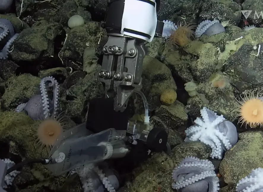 A team found out why octopuses gather in the 'Octopus Garden'. (MBARI/YouTube)