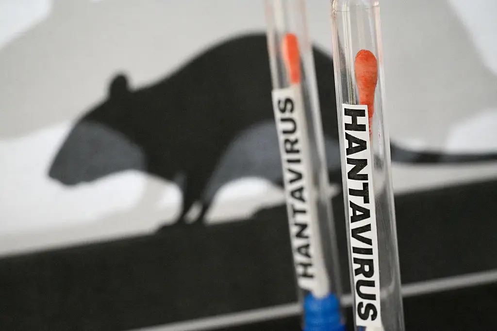 The strain of hantavirus which killed a Dutch woman and hospitalised a British man has been identified as the Andes strain, which allows human to human transmission (Joao Luiz Bulcao / Hans Lucas / AFP via Getty Images)