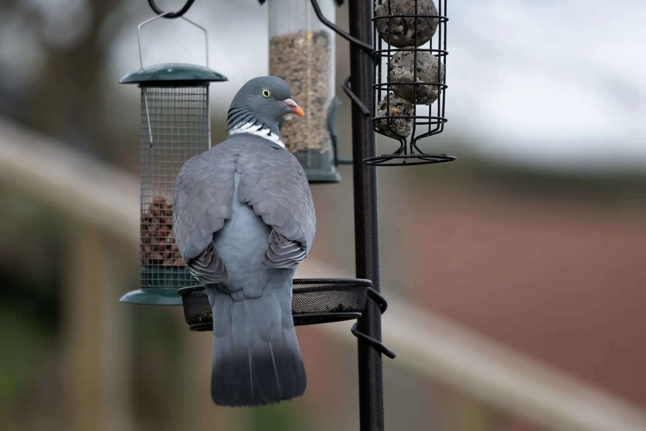 Don't eat us (Getty Stock Images)