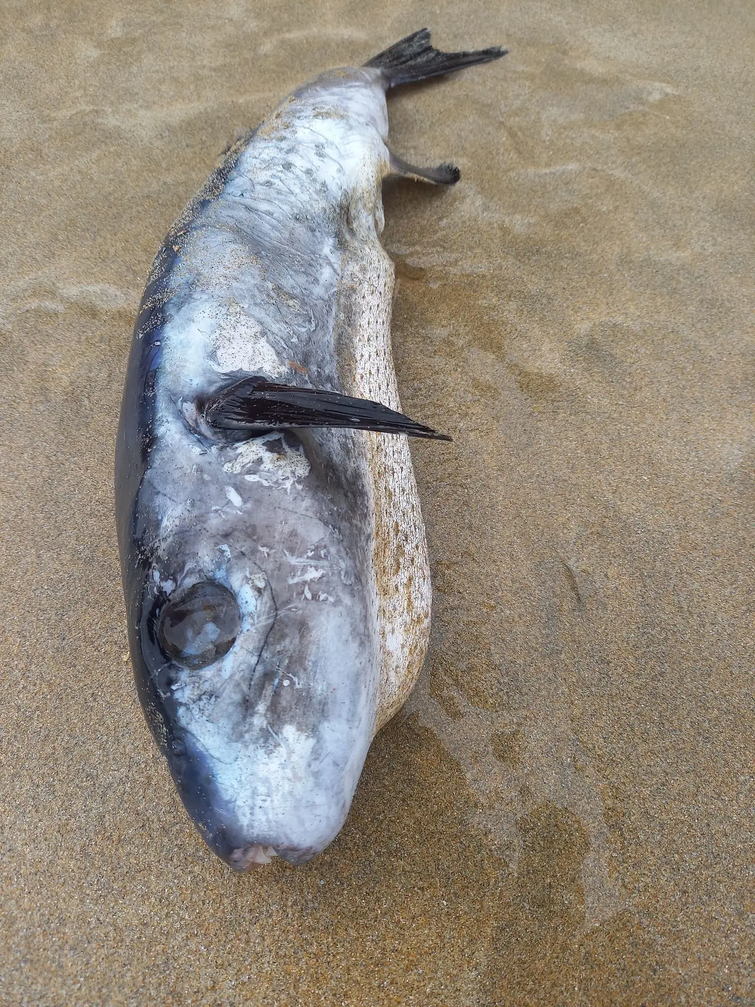 The fish can kill 30 adult humans.