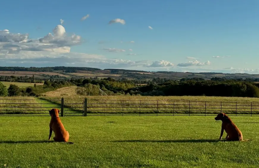 Jeremy Clarkson's dogs, Arya and Sansa (Instagram/@jeremyclarkson1)
