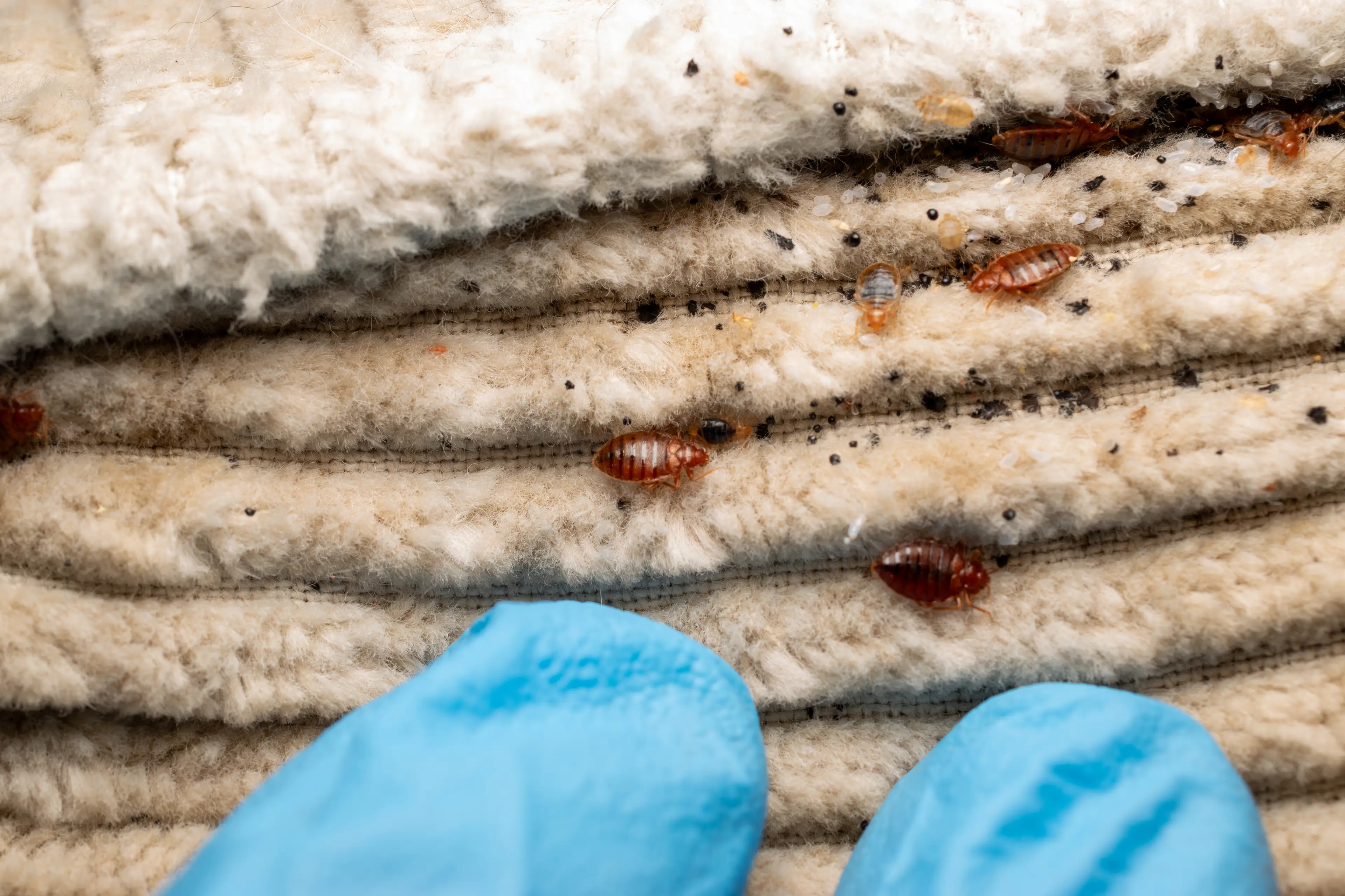 Bedbugs can be hard to spot (Getty stock image)