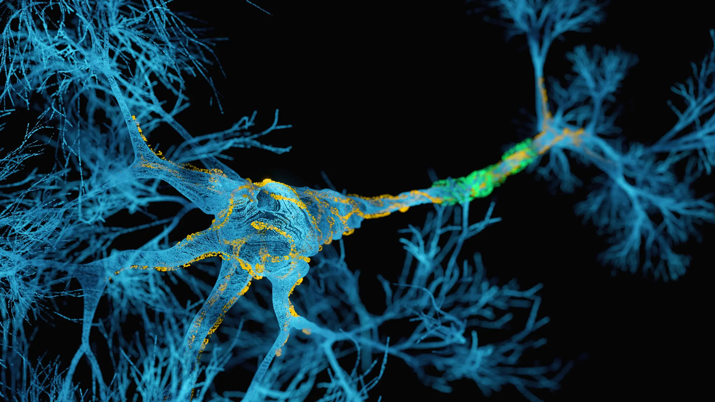 ALS impacts the body's motor neurons, impacting movement, speech and breathing (Getty Stock Images)