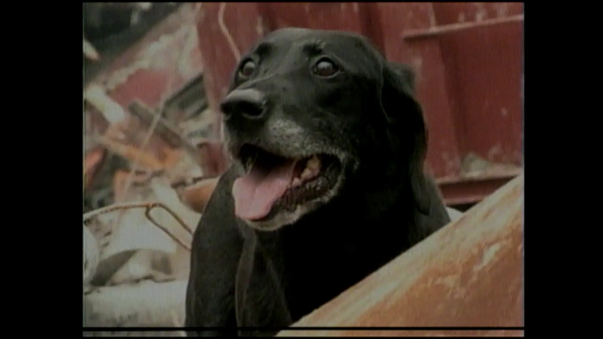 This included dogs trained in sniffing out and locating human scents (Reuters/Channel 5)