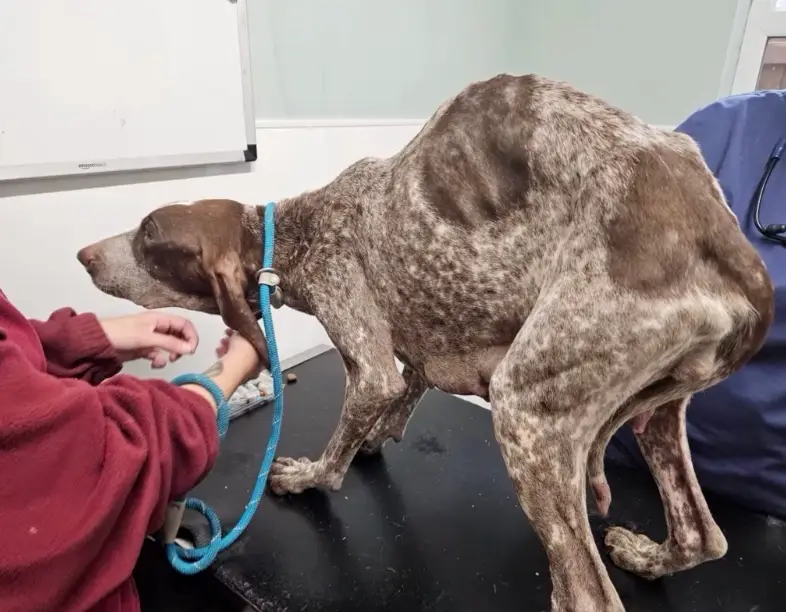 Many of the dogs were severely underweight and malnourished, as well as suffering from a range of health conditions (Instagram/@hoperescuewales)