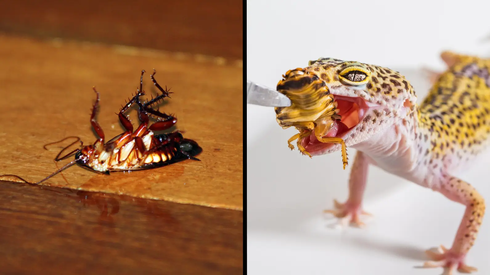 You can name a cockroach after your ex and have it fed to a zoo animal for Valentine’s Day