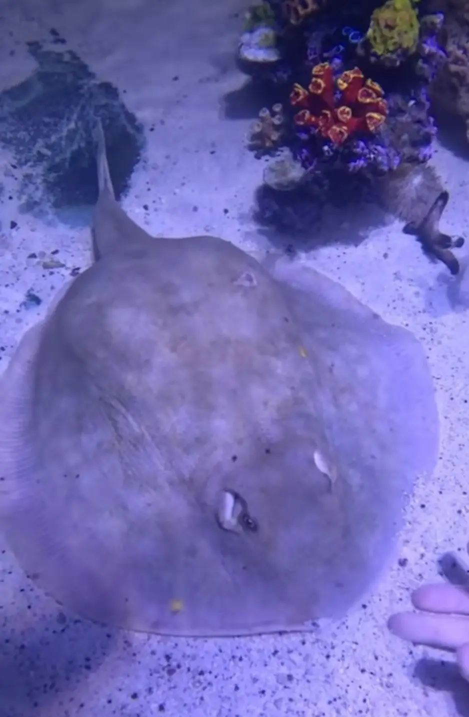 Charlotte still hasn't birthed her pups (Instagram/@teamecco)