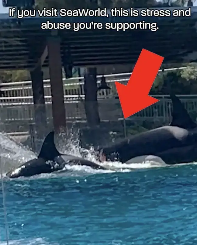 SeaWorld visitors were shocked to sea orcas fighting.